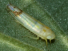 Bramble Leafhopper